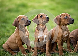 Rhodesian ridgeback puppies sitting on green grass