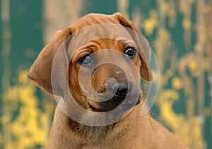 Rhodesian Ridgeback puppy