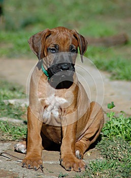 Rhodesian Ridgeback puppy
