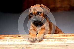 Rhodesian Ridgeback Puppy