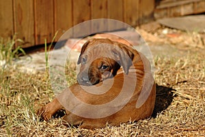 Rhodesian Ridgeback puppy