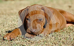 Rhodesian Ridgeback puppy