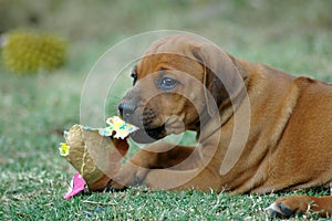 Rhodesian Ridgeback puppy