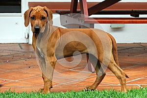 Rhodesian Ridgeback puppy