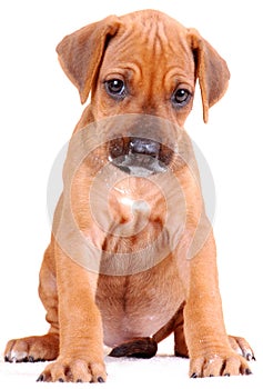 Rhodesian Ridgeback puppy