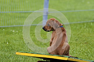 Rhodesian Ridgeback Puppy