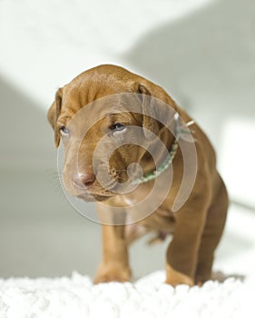 Rhodesian Ridgeback puppy, 4 weeks old