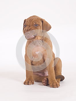 Rhodesian Ridgeback puppy, 5 weeks old, grimace