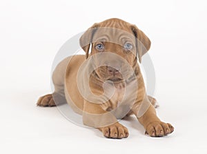 Rhodesian Ridgeback puppy, 5 weeks old, lying