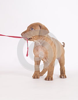 Rhodesian Ridgeback puppy, 5 weeks old, playing