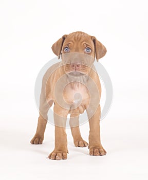 Rhodesian Ridgeback puppy, 5 weeks old, standing