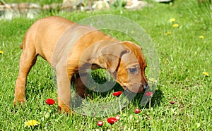 Rhodesian ridgeback puppy