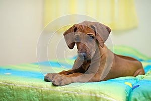 Rhodesian ridgeback puppy on a bed