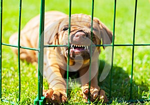 Rhodesian Ridgeback puppy behind fence