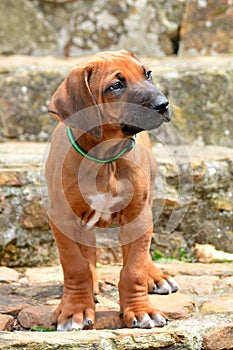 Rhodesian Ridgeback puppy with black mask