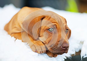 Rhodesian Ridgeback puppy with blue eyes