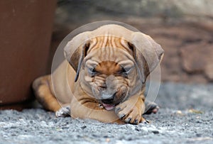 Rhodesian Ridgeback puppy chewing and looking amazing cute