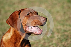 Rhodesian Ridgeback puppy dog