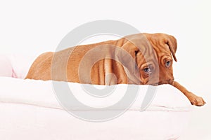 Rhodesian Ridgeback puppy in dogbed
