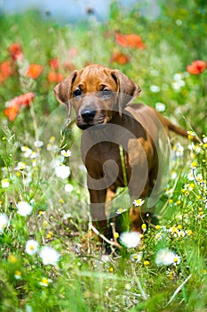 Rhodesian ridgeback puppy in a field