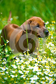 Rhodesian ridgeback puppy in a field