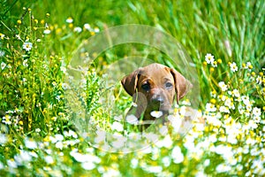 Rhodesian ridgeback puppy in a field