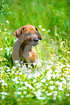 Rhodesian ridgeback puppy in a field