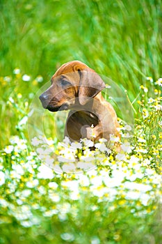 Rhodesian ridgeback puppy in a field