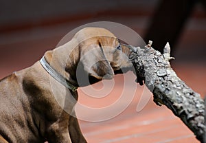 Rhodesian Ridgeback puppy gnawing at a little stem in front of brown blurry background