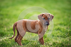Rhodesian ridgeback puppy on green grass