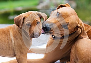 Rhodesian Ridgeback puppy groomed by mother