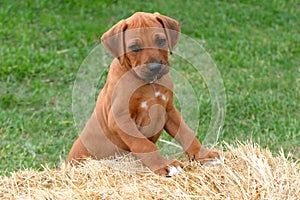 Rhodesian Ridgeback puppy on a hay bale