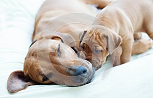 Rhodesian Ridgeback puppy with its mom