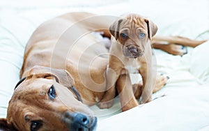 Rhodesian Ridgeback puppy with its mom