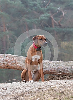 Rhodesian Ridgeback puppy looking around