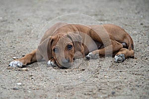 Rhodesian Ridgeback puppy lying outside in the yard