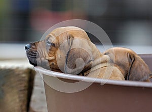 Rhodesian Ridgeback puppy napping and looking amazing cute