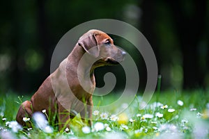 Rhodesian ridgeback puppy outdoors