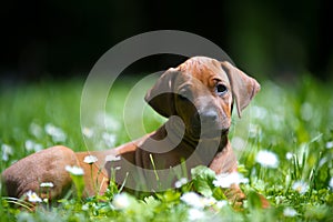 Rhodesian ridgeback puppy outdoors