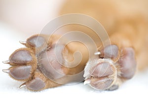 Rhodesian Ridgeback puppy paws closeup