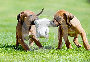 Rhodesian Ridgeback puppy playing with a toy