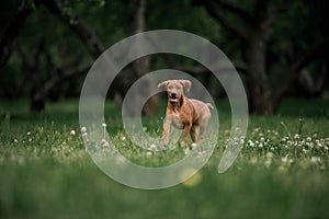 Rhodesian Ridgeback puppy running through green grass in the garden