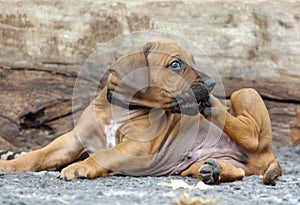 Rhodesian Ridgeback puppy scratching its face and looking amazing cute