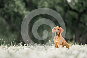 Rhodesian Ridgeback puppy sitting on a flowery meadow