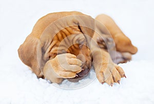 Rhodesian Ridgeback puppy tired