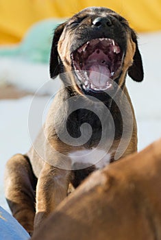 Rhodesian Ridgeback puppy yawning