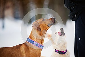 Rhodesian Ridgeback and purebreed dog training