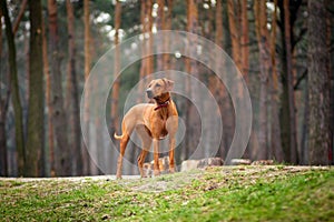 Rhodesian Ridgeback