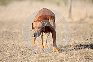Rhodesian Ridgeback running