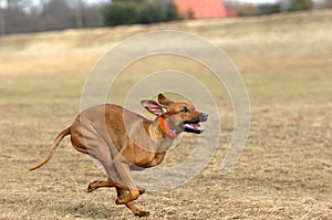 Rhodesian ridgeback running